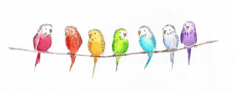 Budgie Bird Print Rainbow